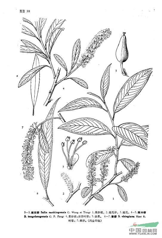 騰沖柳 