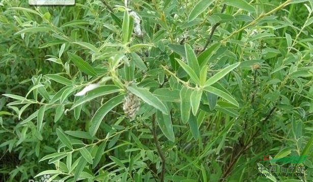 細(xì)葉沼柳 