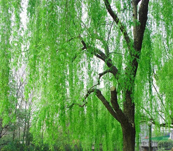 線葉柳 
