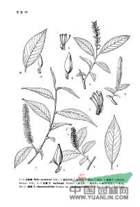 腺柳(原變種) 