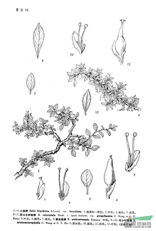 小墊柳(原變種) 