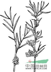 小穗柳 