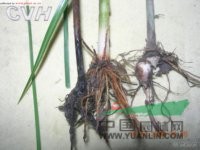 江南荸薺 