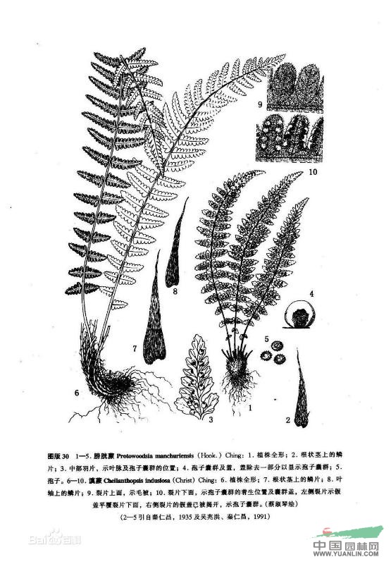 滇蕨 