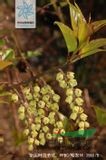 矩圓葉旌節(jié)花 