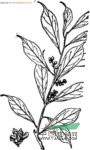 倒卵葉旌節(jié)花 