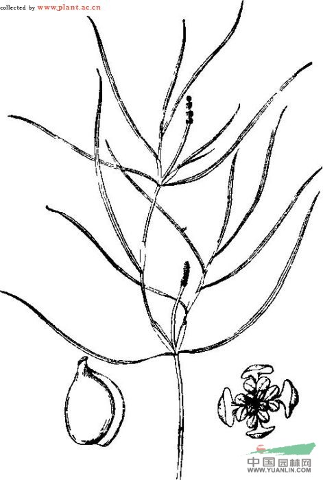 尖葉眼子菜 