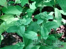 白八寶 白景天 (東北植物檢索表), 白花景天、長(zhǎng)莖景天（拉漢種子植物名稱(chēng)）