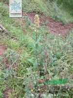 狹穗八寶 狹穗景天（湖北植物志） 獅兒草（秦嶺植物志）