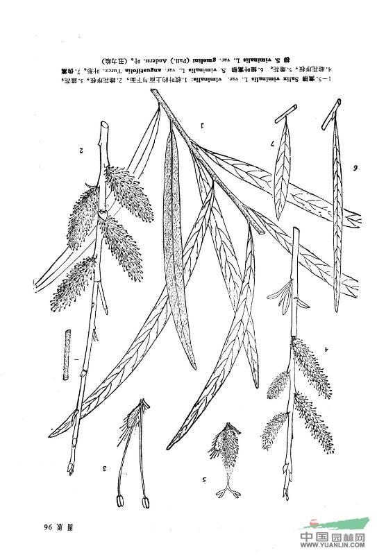 蒿柳(原變種) 