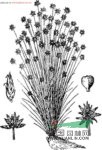 球柱草 旗茅、龍爪草、畎莎、秧草、油麻草