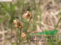 寸草 卵穗薹草(中國高等植物圖鑒)