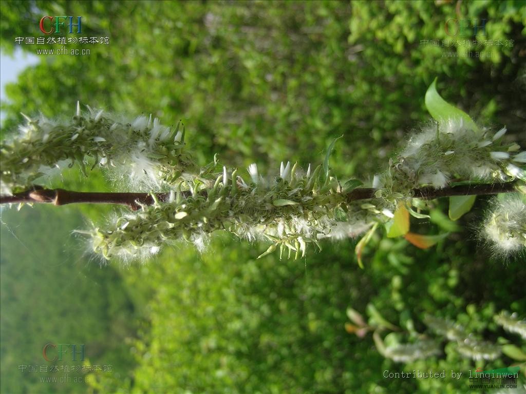 黃花墊柳 