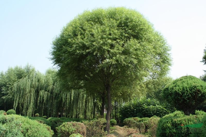 饅頭柳 