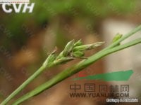 寬葉薹草 崖棕(秦嶺植物志)