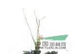 南亞小金發(fā)蘚