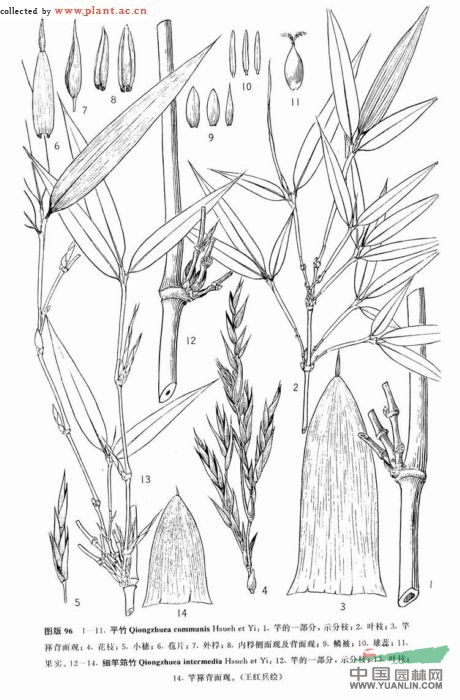 細(xì)竿筇竹 