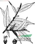 華南毛柃 