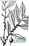 柃木 吹木葉(《湖南藥物志》)、細葉菜(江西《草藥手冊》)、硐龍絡(苗名) 、原植物柃木，又名：釣茄子樹
