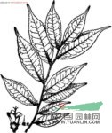 細(xì)枝柃 