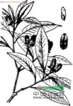 海南大頭茶 