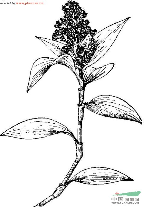 聚花草 