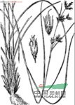 華刺子莞 
