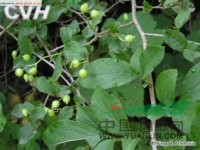 白檀 碎米子樹(shù)、烏子樹(shù)