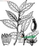 單花山礬 