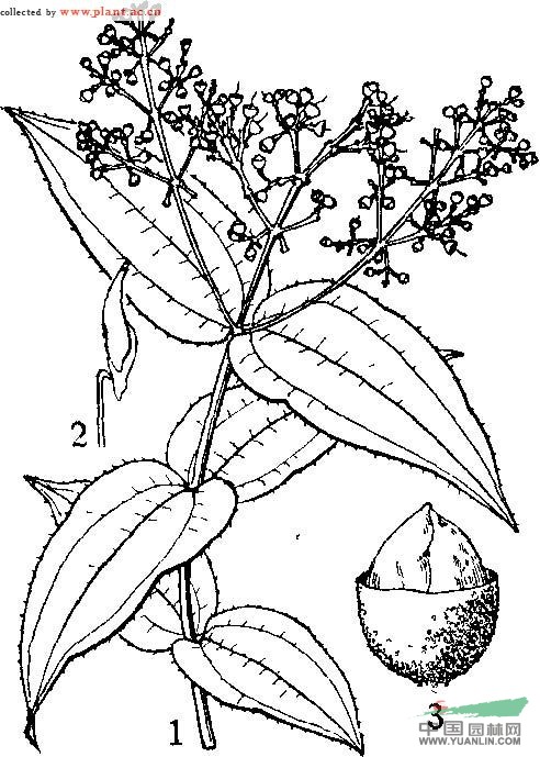 頂花酸腳桿 