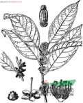 密花山礬 