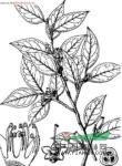 臺(tái)灣山礬 