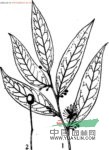 獨(dú)行千里
