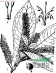 廣東山龍眼 