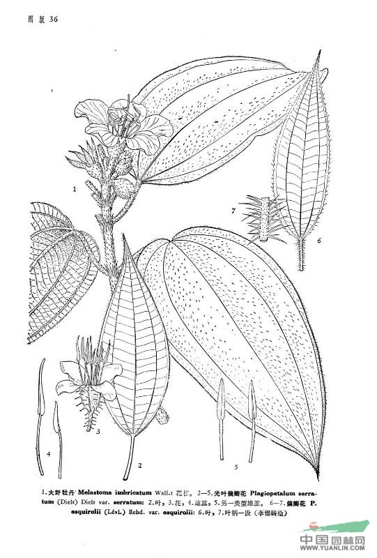 光葉偏瓣花(原變種) 