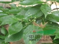 燈臺樹 女兒木、六角樹