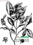 狹葉四照花 