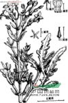 伽藍(lán)菜 雞爪三七、假川連