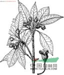 茶梨 