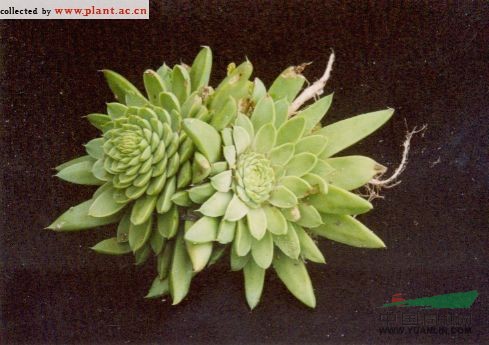狼爪瓦松 遼瓦松、瓦松、干滴落（內(nèi)蒙古植物志）