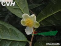 尖連蕊茶 