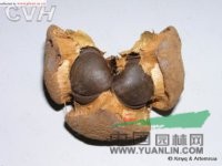 紅皮糙果茶 