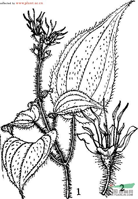 紅毛野海棠 