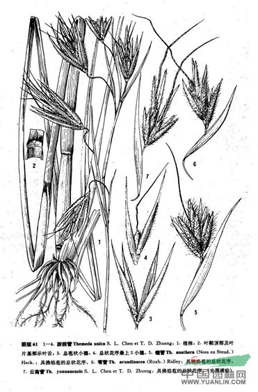葦菅 