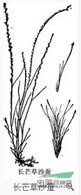 長芒草沙蠶 