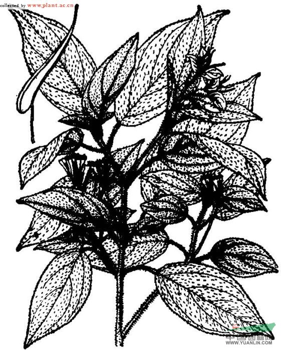 蜂斗草 