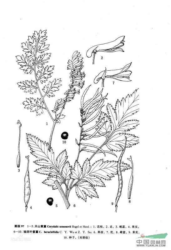 獨(dú)活葉紫堇 