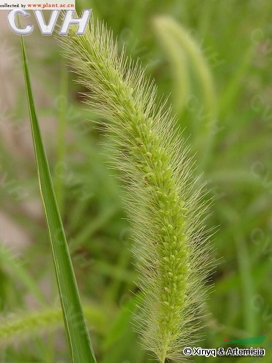 狗尾草 