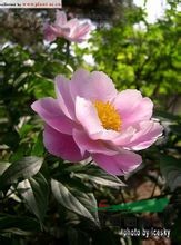 草芍藥 山芍藥、野芍藥、土白芍