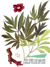 川赤芍 赤芍、山芍藥、紅芍、花葉紅芍